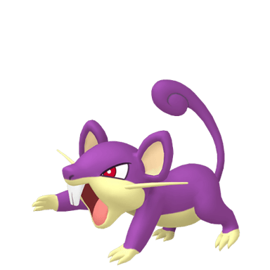Rattata